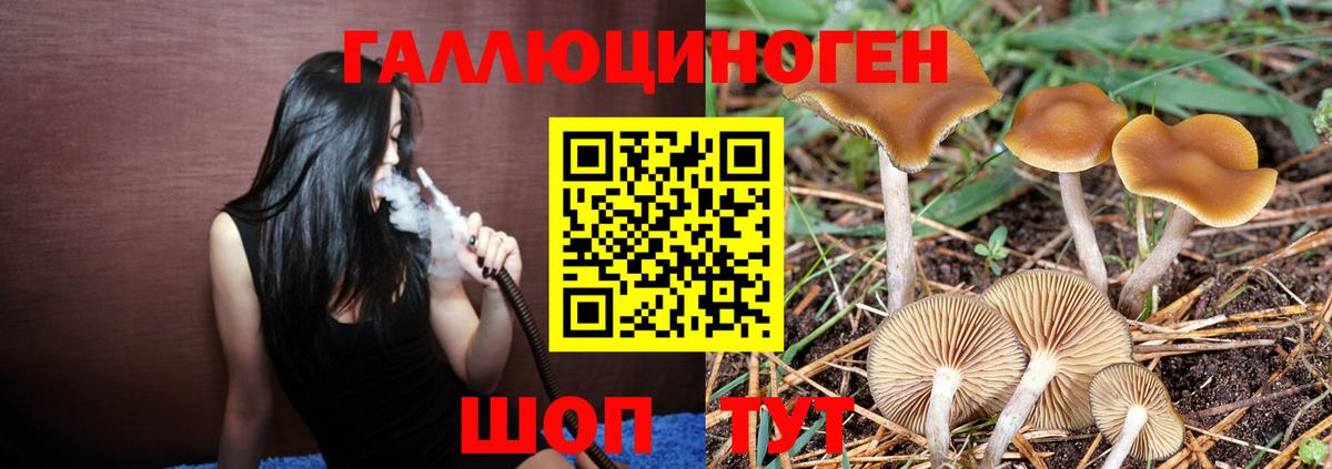Псилоцибиновые грибы Cubensis Красноярск